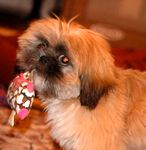 Shinese puppies for sale