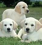 Labrador Retriever puppies for sale 