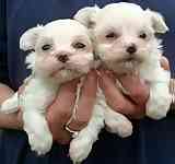 Maltese puppies for sale