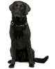 Labrador Retriever puppies for sale and stud services
