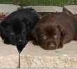 Labrador Retriever puppies for sale 