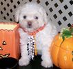 Peekapoo puppies for sale 