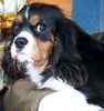Cavalier King Charles Spaniel puppies for sale