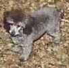 Toy Poodle puppies for sale