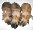 Shorkie puppies for sale 