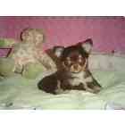 Chihuahua puppies