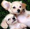 Dachshund puppies for sale