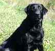 Labrador Retriever puppies for sale 