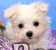 Maltese puppies