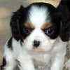 Cavalier King Charles Spaniel puppies for sale