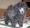 Toy Poodle puppies for sale