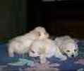 Toy Poodle puppies for sale