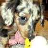 Miniature Dachshund puppies for sale