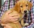 Labrador Retriever puppies for sale