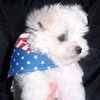 Maltese dogs for sale 