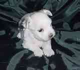 Maltese puppies