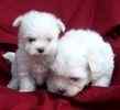 Maltese pups for sale 