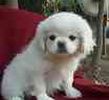 Peekapoo puppies for sale 