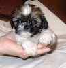 Shih Tzu puppies for sale 