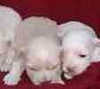 Maltipoo puppies for sale 