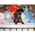 yorkiepoo puppies for sale