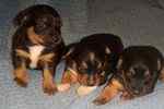 Chorkie puppies for sale