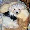 Maltese puppies