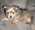 Chorkie puppies for sale