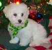 Maltese puppies for sale