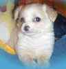 Chihuahua puppies for sale