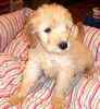 Goldendoodle puppies for sale