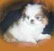 Shih Tzu puppies for sale