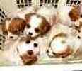 Cavalier King Charles Spaniel puppies for sale 