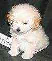 Toy Poodle puppies for sale