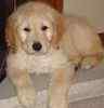 Goldendoodle puppies for sale 