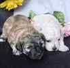 Maltepoo puppies for sale