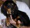 Dachshund puppies for sale