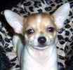 Chihuahua puppies for sale