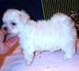 Maltese puppies