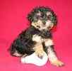 Toy Poodle puppies for sale 