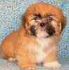 Lhasapoo puppies for sale
