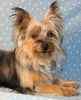Silky Terrier puppies for sale 