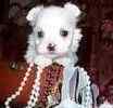 Maltese puppies
