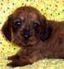 Dachshund puppies for sale