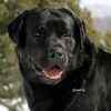 Labrador Retriever puppies for sale 