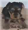 yorkiepoo puppies for sale