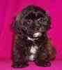 Lhasapoo puppies for sale