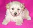 Maltipoo puppies for sale 