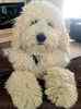 Goldendoodle puppies for sale