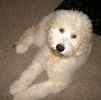 Goldendoodle puppies for sale